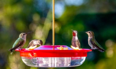 Hummingbird Food Recipe: A Sweet Delight for Our Feathered Friends