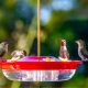 Hummingbird Food Recipe: A Sweet Delight for Our Feathered Friends