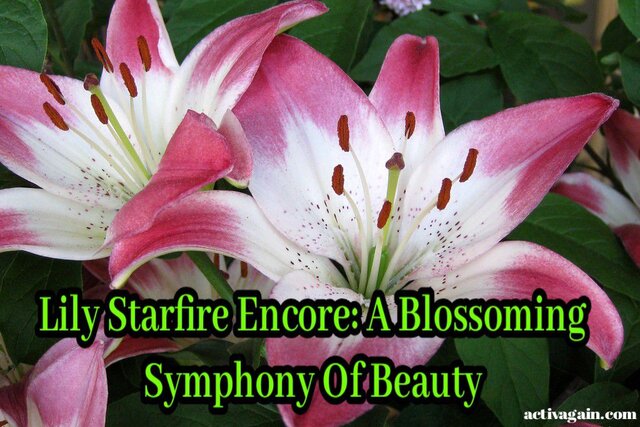 Lily Starfire Encore: Elevating Your Experience