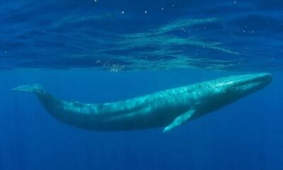 Blue Whale Bit in Half: A Rare Encounter with Nature's Unpredictability