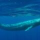 Blue Whale Bit in Half: A Rare Encounter with Nature's Unpredictability