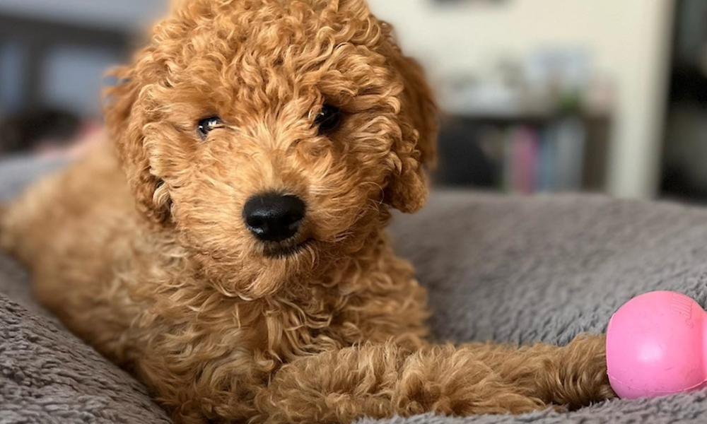 Unraveling the Popularity of Mini Goldendoodles: A Comprehensive Guide to Their Charm and Care