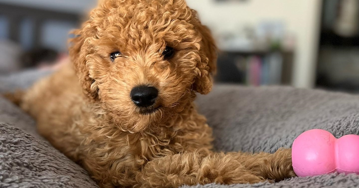 Unraveling the Popularity of Mini Goldendoodles: A Comprehensive Guide to Their Charm and Care