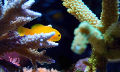 The Pros and Cons of Keeping a Saltwater vs Freshwater Aquarium: Which is Right for You?