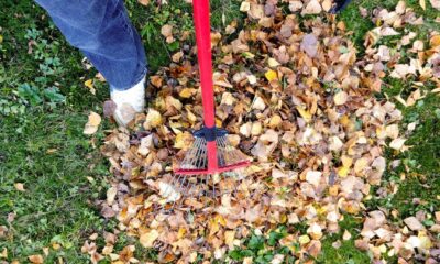 Green Your Yard Cleanup: Eco-Friendly Tips and Techniques