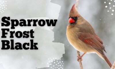 Unveiling the Mystery of Sparrow Frost Black: A Unique Phenomenon