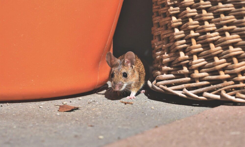 Identifying the 8 Red Flags of Rodent Infestation in Your Two-Story Home