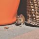 Identifying the 8 Red Flags of Rodent Infestation in Your Two-Story Home