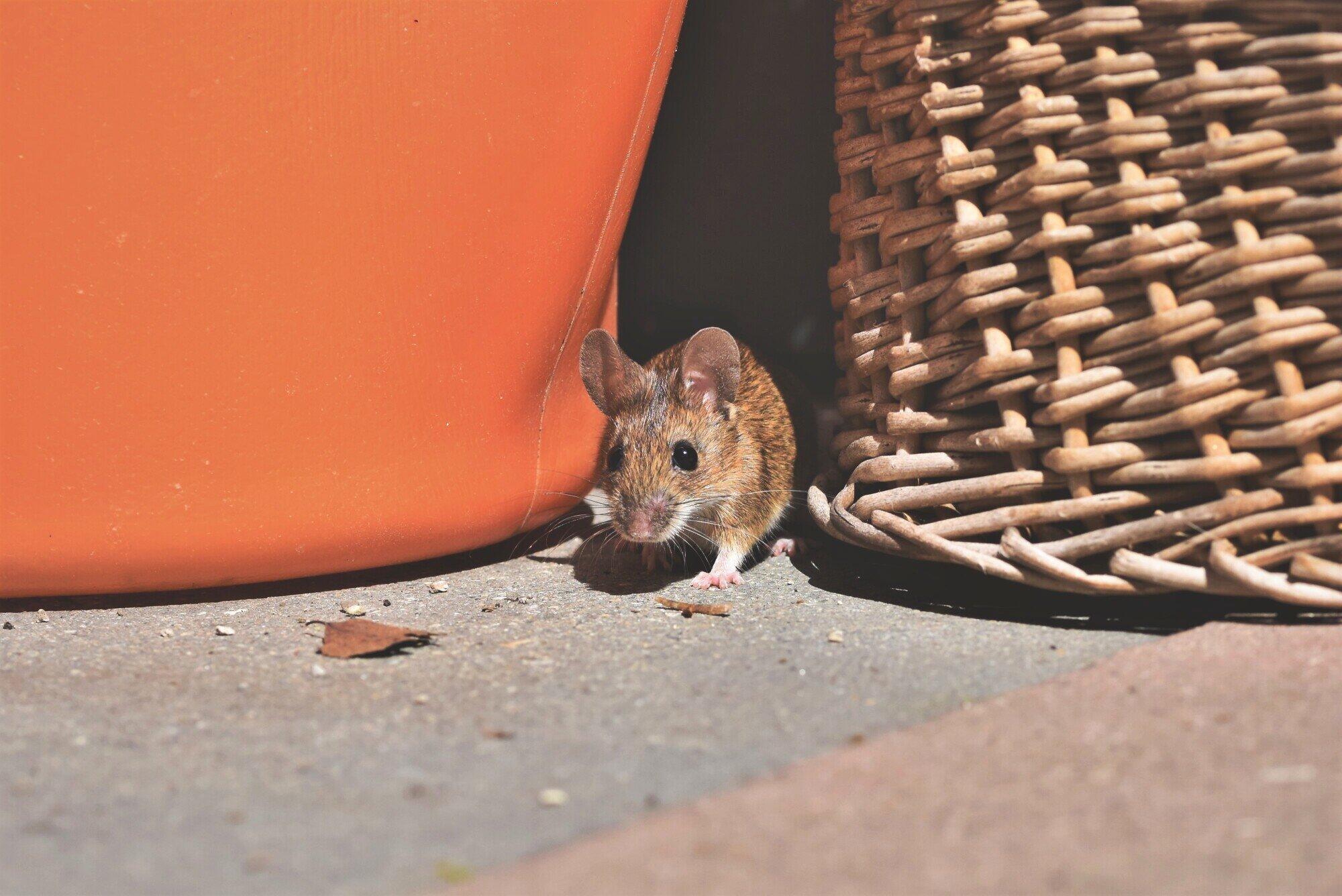 Identifying the 8 Red Flags of Rodent Infestation in Your Two-Story Home