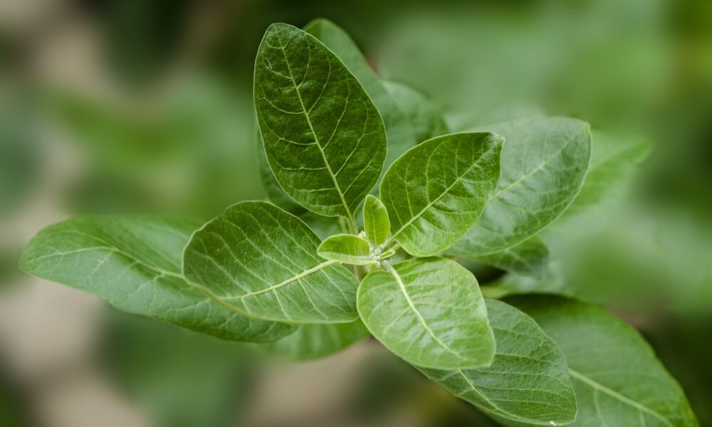 The Health Benefits of Ashwagandha Supplements