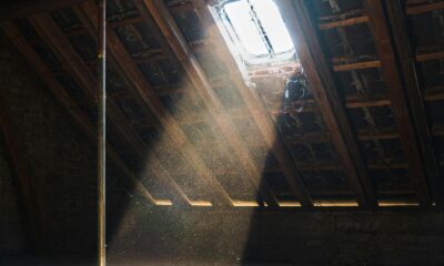 DIY vs. Professional Attic Pest Control: Which is Right for You?