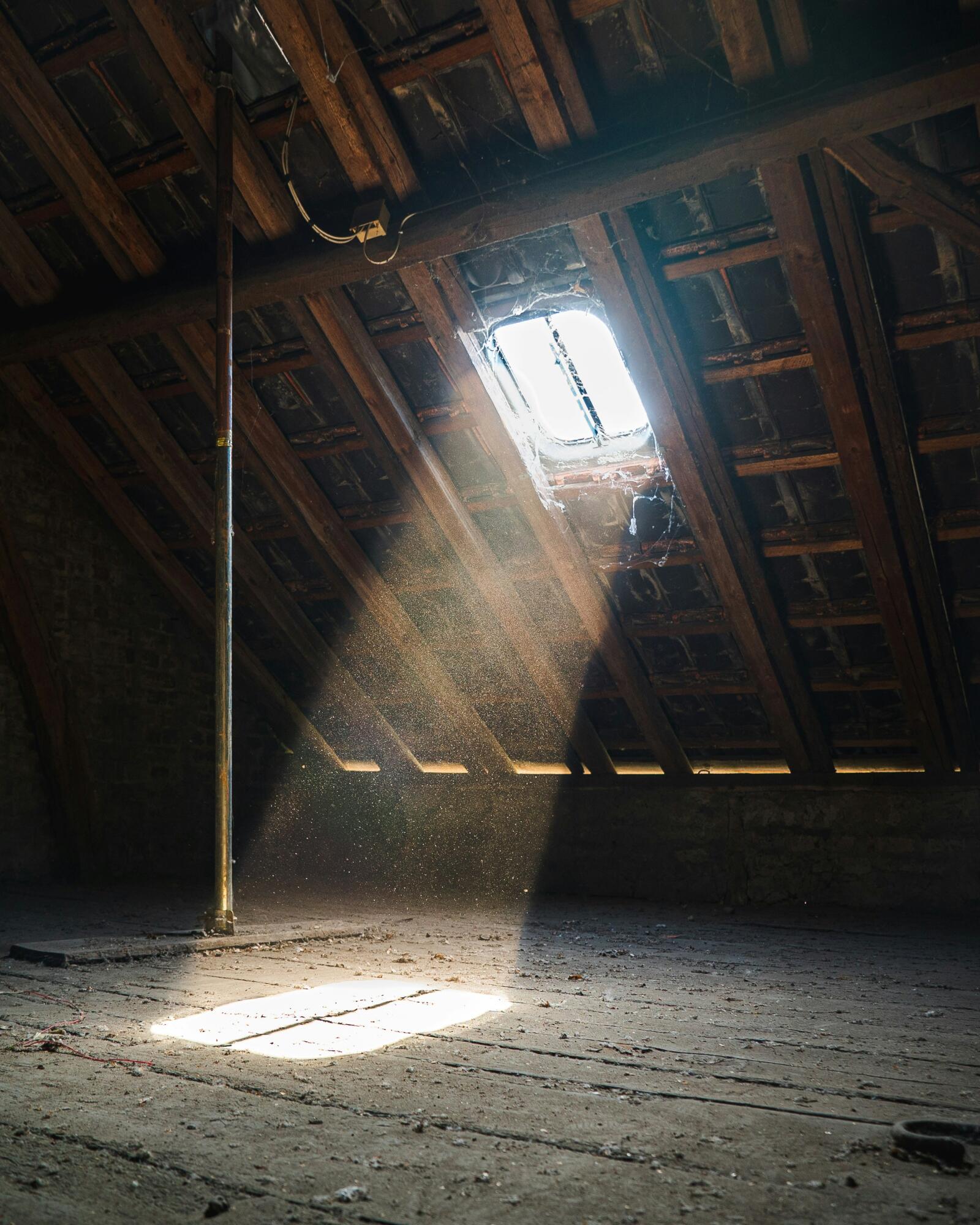 DIY vs. Professional Attic Pest Control: Which is Right for You?