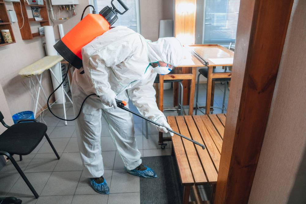 The Most Effective Pest Control Methods for Termite Infestations