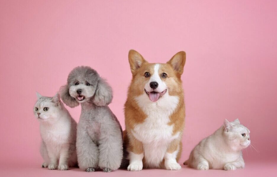 Beyond the Traditional Grooming Salon: Exploring the Unique Features of a Mobile Salon Truck for Pets