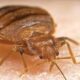 The remaining Bed Bugs safety: A comprehensive manual