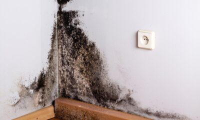 The Hidden Dangers of Brown Mold in Buildings