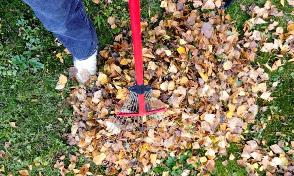 The Benefits of Using a Dumpster for Yard Waste Removal