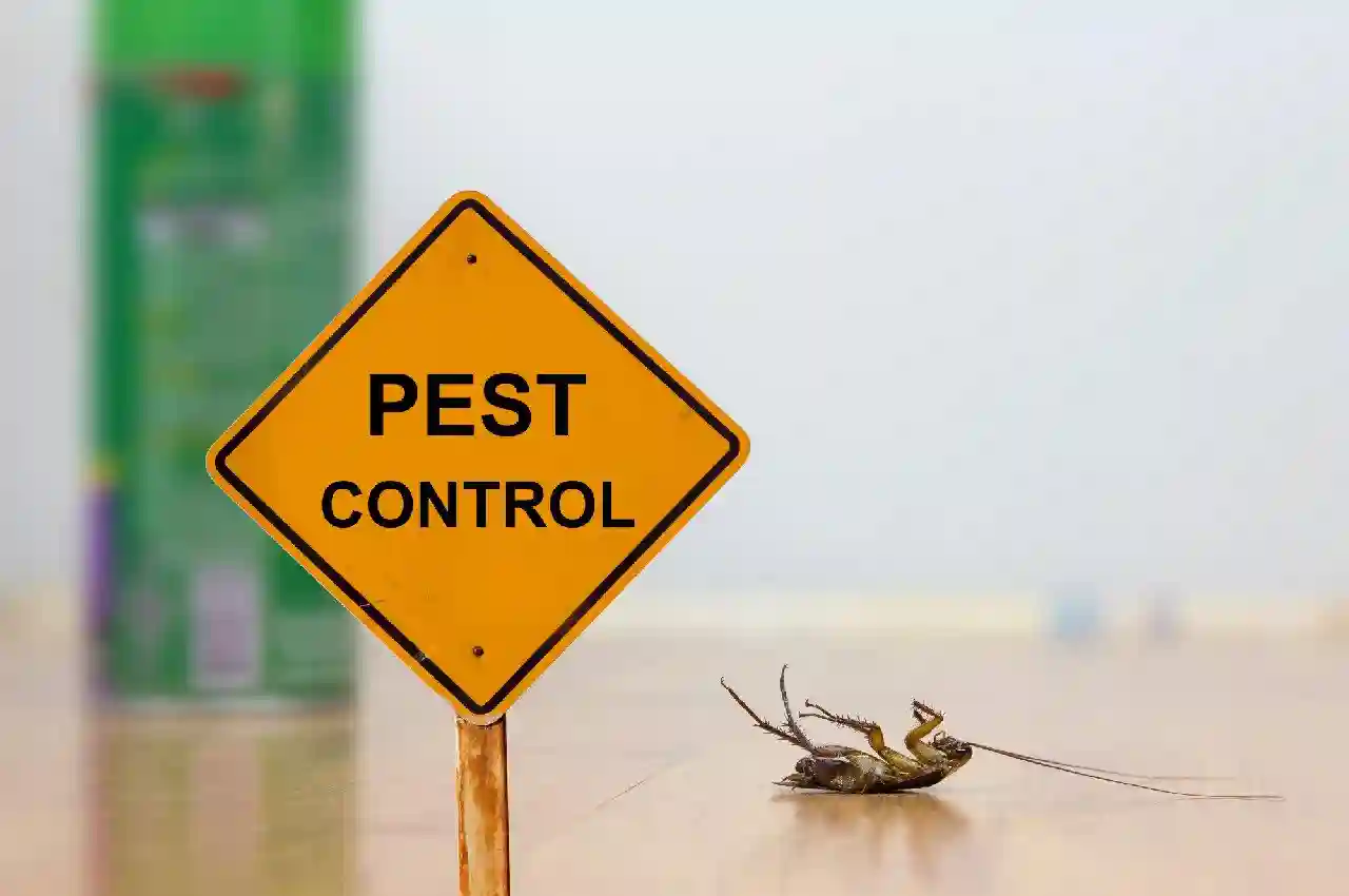 How to Negotiate and Find Affordable Termite and Pest Control Services