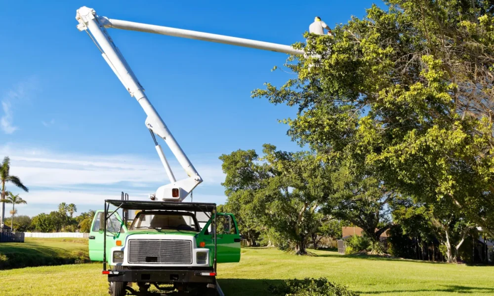 Essential Tips for Choosing the Right Tree Service Company