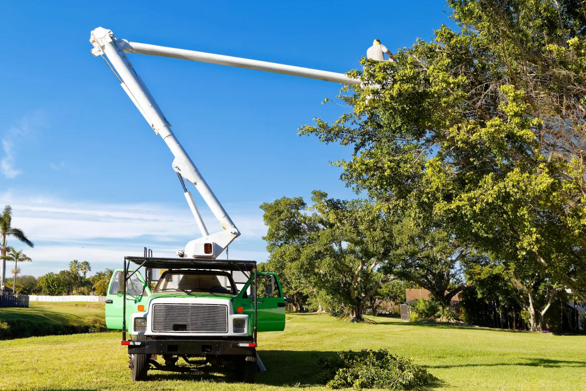 Essential Tips for Choosing the Right Tree Service Company