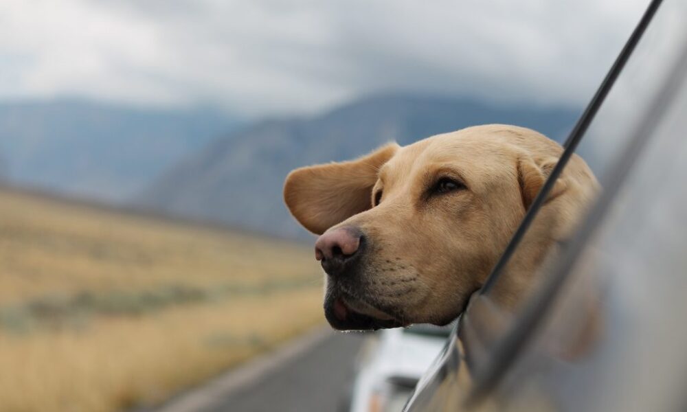 Your Expert Pet Guide Pet-friendly travel destinations around the world