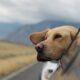 Your Expert Pet Guide Pet-friendly travel destinations around the world