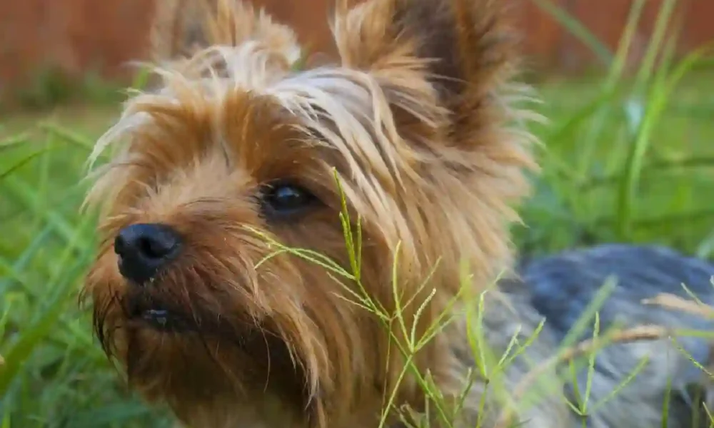 The Benefits of Long-Term Dog Daycare for Busy Pet Owners