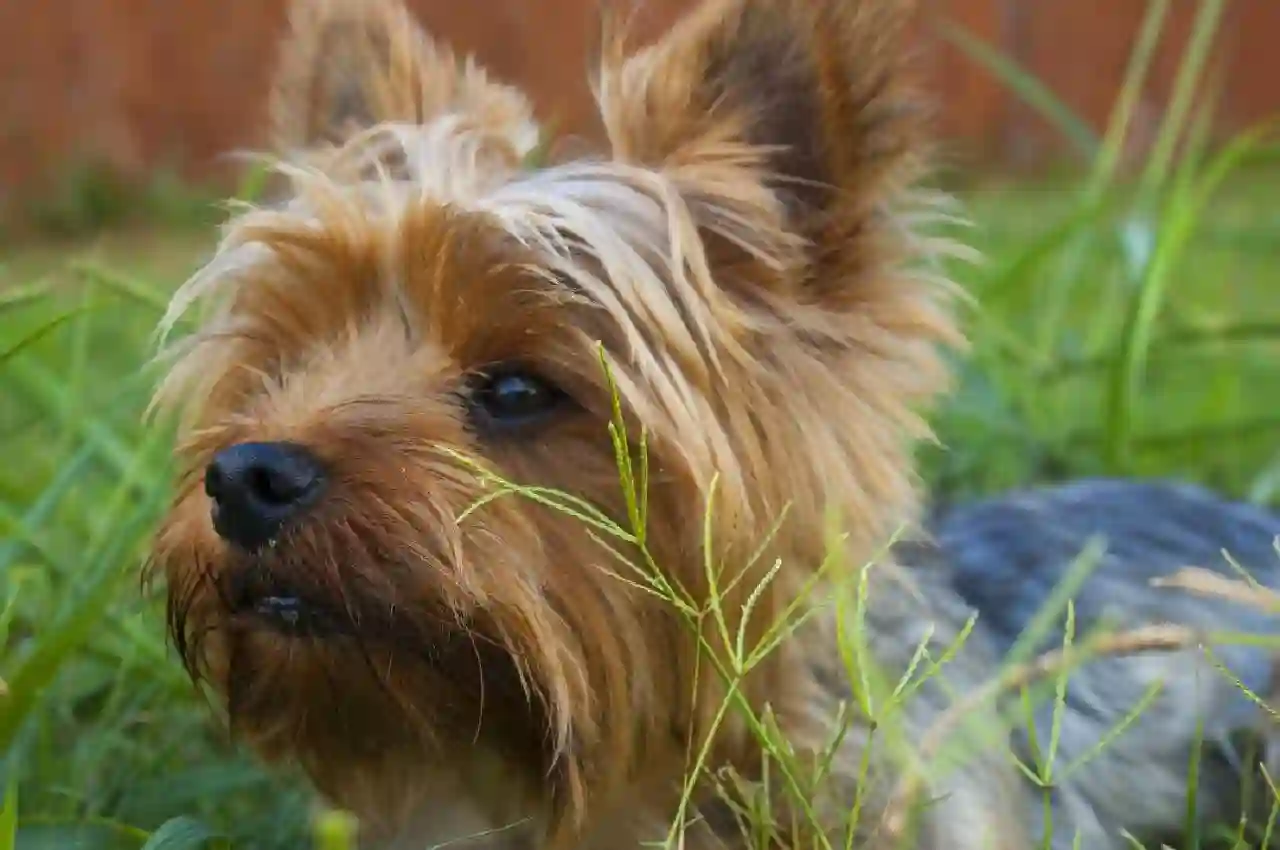 The Benefits of Long-Term Dog Daycare for Busy Pet Owners