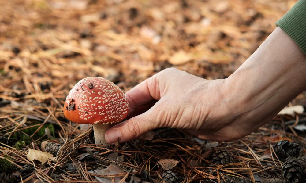 The Surprising Health Benefits of Mushroom Gummies