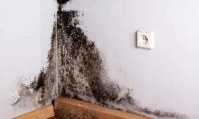 How to Choose the Right Mold Cleaning Service for Your Home