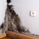 How to Choose the Right Mold Cleaning Service for Your Home