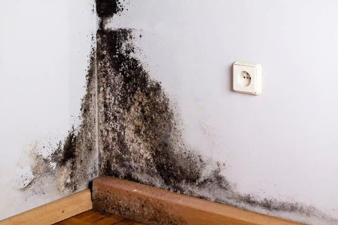 How to Choose the Right Mold Cleaning Service for Your Home