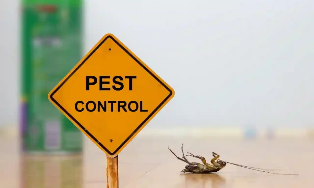 4 Tips to Prevent the Most Dangerous Insects from Invading Your Home