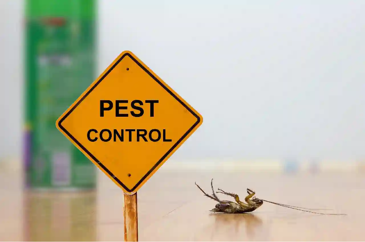 4 Tips to Prevent the Most Dangerous Insects from Invading Your Home