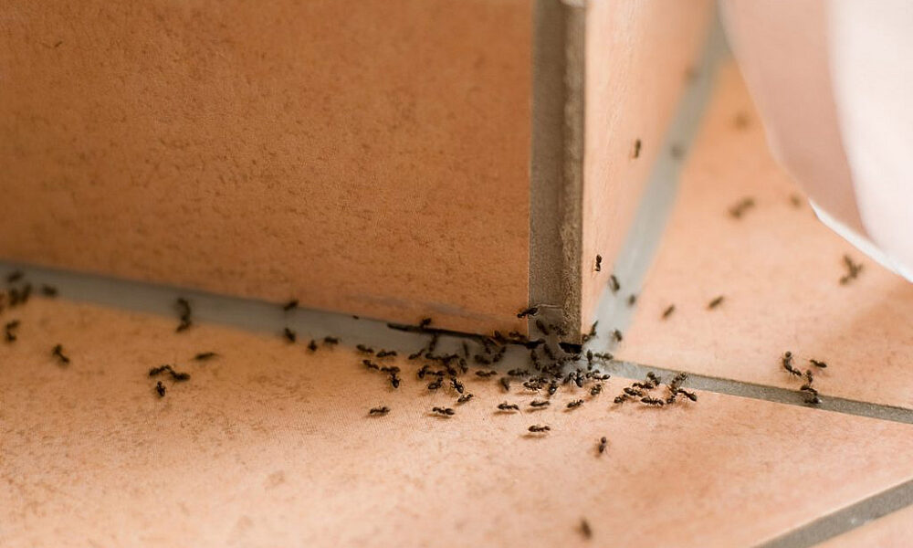 How to Identify Common Home Pests 