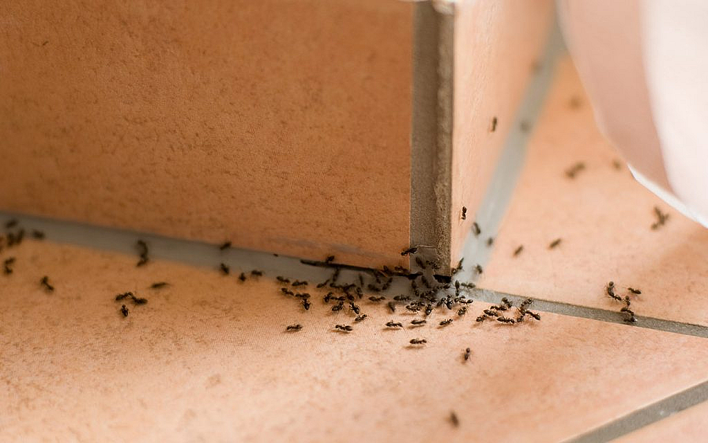 How to Identify Common Home Pests 