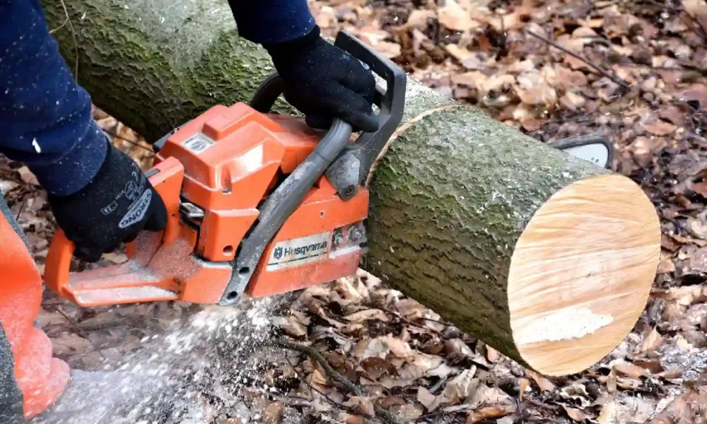 7 Signs You Need to Hire a Professional Tree Service