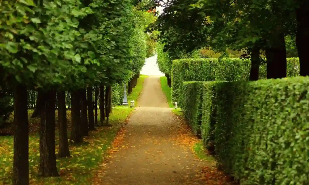 Pruning Oak Trees: Seasonal Best Practices for Year-Round Care