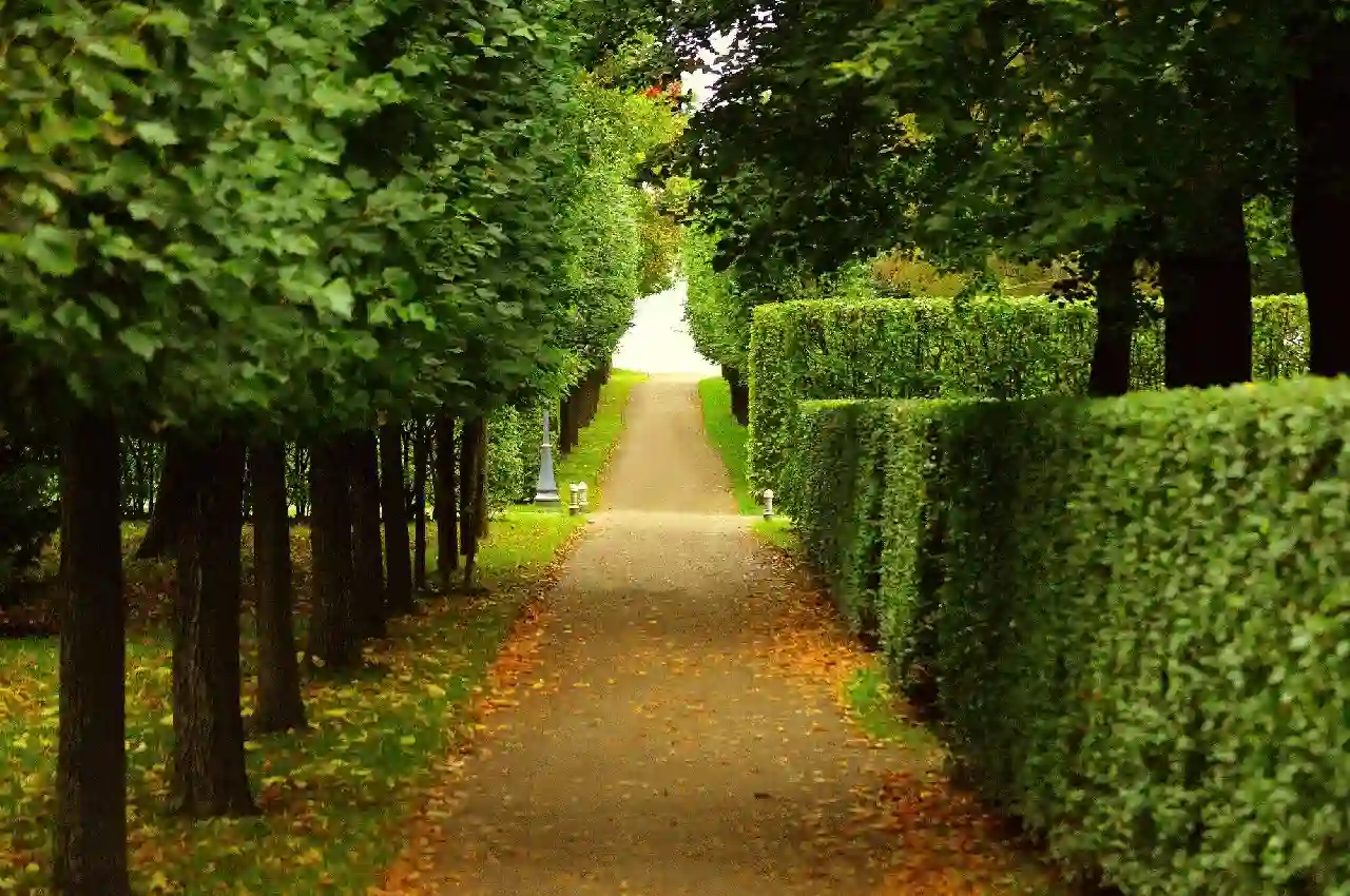 Pruning Oak Trees: Seasonal Best Practices for Year-Round Care