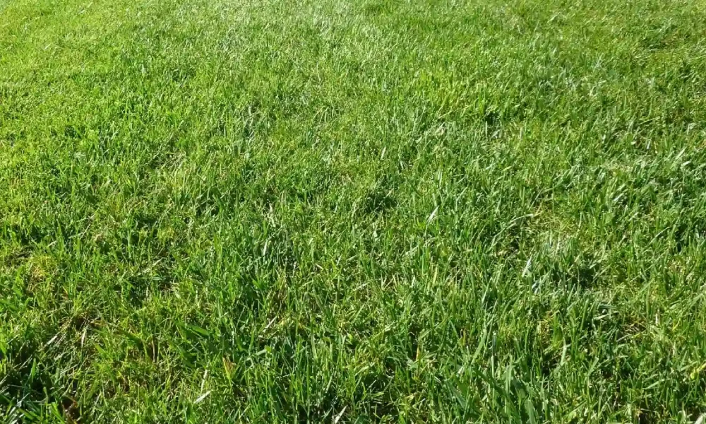 Common Mistakes to Avoid When Using Spray Lawn Fertilizer