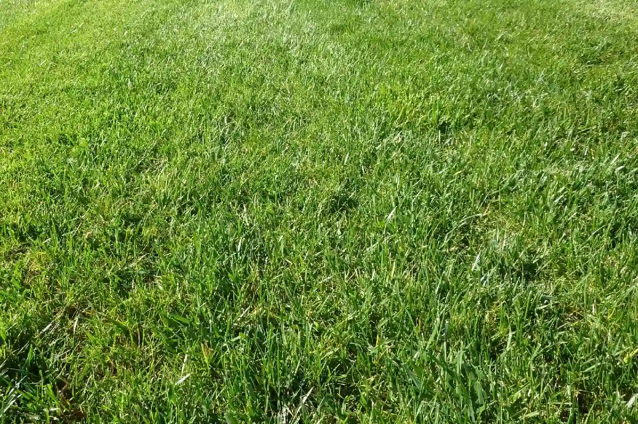 Common Mistakes to Avoid When Using Spray Lawn Fertilizer