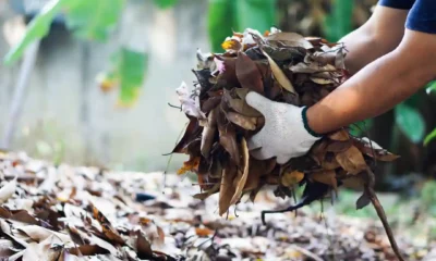 How to Choose the Right Yard Waste Disposal Services for Your Needs