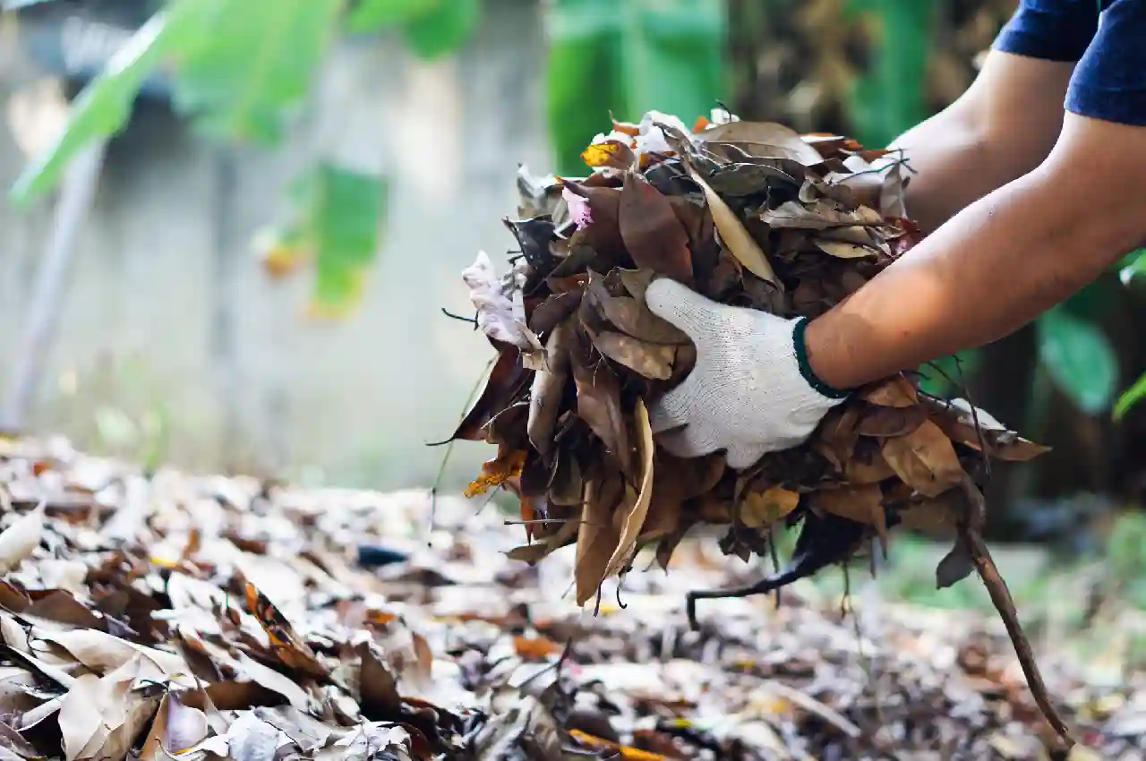 How to Choose the Right Yard Waste Disposal Services for Your Needs