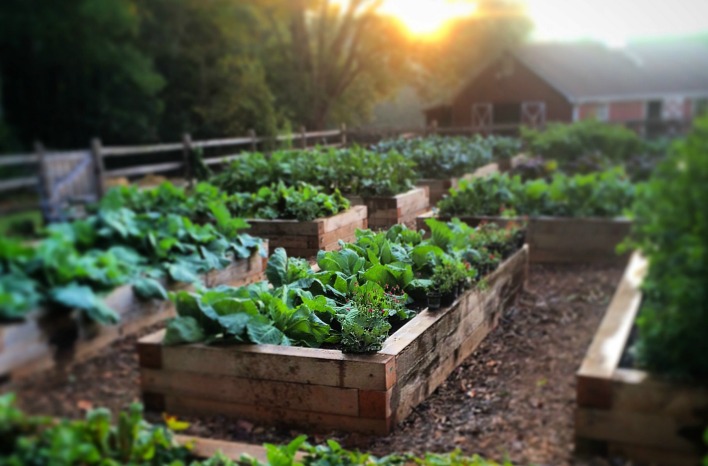 Preparing Raised Garden Beds: How to Choose and Mix the Ideal Soil