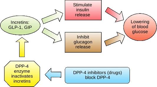 The Role of Dipeptides in Enhancing Blood Sugar Regulation